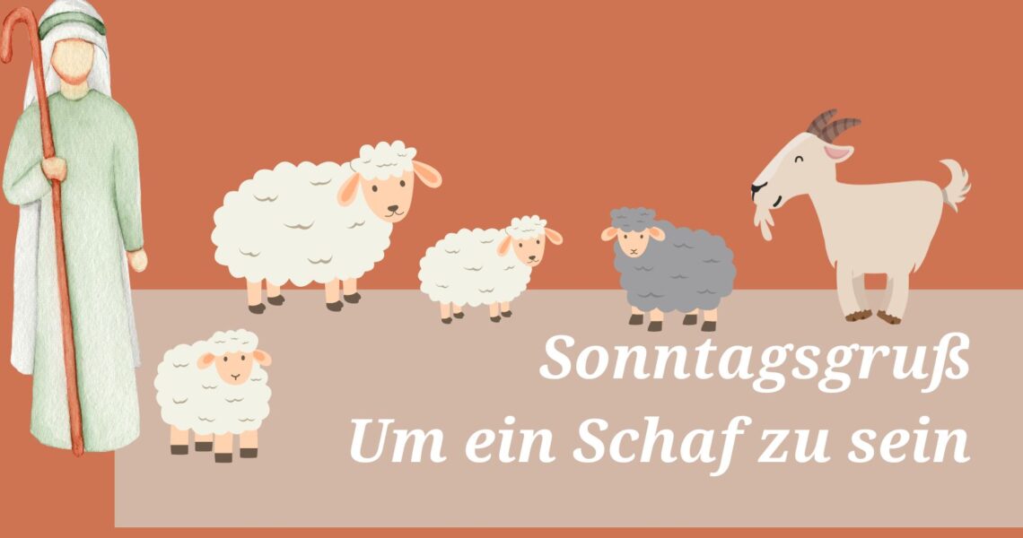 Sonntagsgruß: Um ein Schaf zu sein